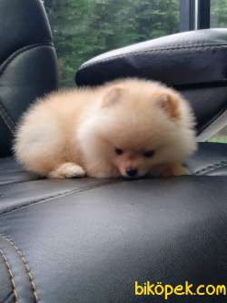 Satilik Pomeranian Yavruları  Istanbul 3