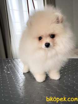 Satilik Pomeranian Yavruları  Istanbul 2