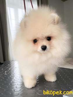 Satilik Pomeranian Yavruları  Istanbul 3