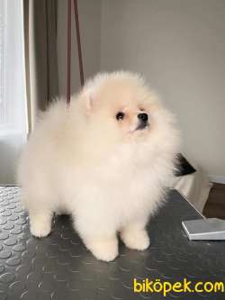 Satilik Pomeranian Yavruları  Istanbul 1