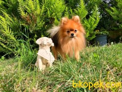 Satılık Pomeryan PomeranianTayland Ithal  Mikroçipli Pasaportlu 3