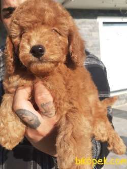 Satılık POODLE BEBEKLERİ AŞILARI TAM 3