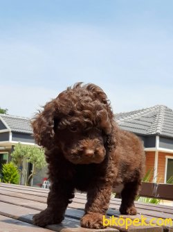 Satılık Poodle Toy Yavruları 3