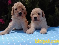 Satılık Poodle Yavruları 1