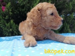 Satılık Poodle Yavruları 4