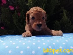 Satılık Poodle Yavruları 2