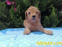 Satılık Poodle Yavruları 5