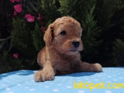 Satılık Poodle Yavruları 3