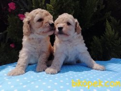 Satılık Poodle Yavruları 1