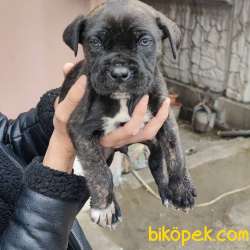 Satılık Presa Canario Yavru 1,5 Aylık 2