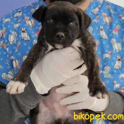 Satılık Presa Canario Yavru 1,5 Aylık 3
