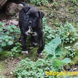Satılık Presa Canario Yavru 1,5 Aylık 1