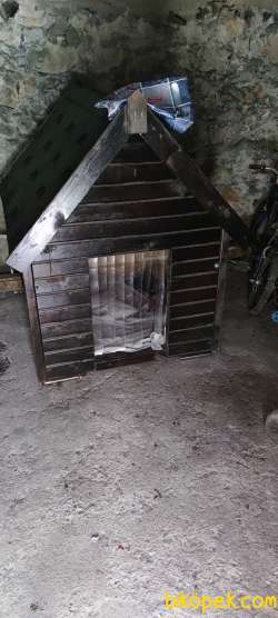 Satılık Presa Canario Yavru 1,5 Aylık 4
