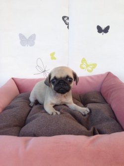 Satılık Pug Mops Yavrular 1