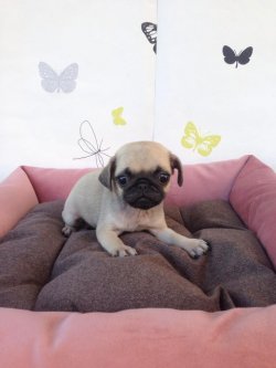 Satılık Pug Mops Yavrular 3