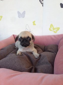 Satılık Pug Mops Yavrular 2