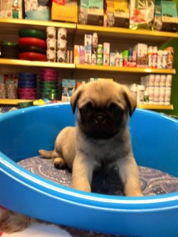 Satılık Pug Mops Yavruları 1