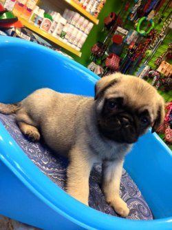 Satılık Pug Mops Yavruları 3