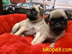 Satılık Pug (mops) Yavruları 3