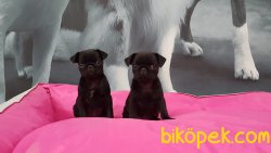 Satılık Pug (mops) Yavruları 4