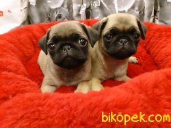 Satılık Pug (mops) Yavruları 1