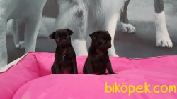 Satılık Pug (mops) Yavruları 5