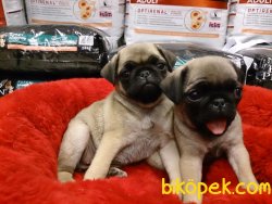 Satılık Pug (mops) Yavruları 2