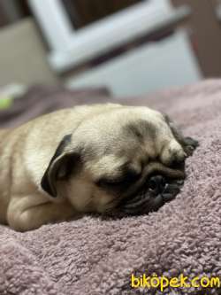 Satılık Pug Sevimli 8 Aylık 3