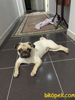 Satılık Pug Sevimli 8 Aylık 5