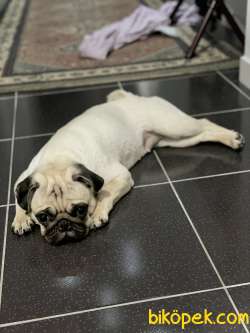 Satılık Pug Sevimli 8 Aylık 4