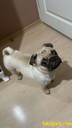 Satılık Pug Sevimli 8 Aylık 1