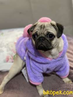 Satılık Pug Sevimli 8 Aylık 2