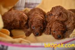 SATILIK RED BROWN TOY POODLE YAVRULARI ÇİFTLİKTEN 4