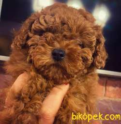 SATILIK RED BROWN TOY POODLE YAVRULARI ÇİFTLİKTEN 5
