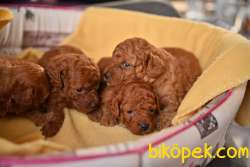SATILIK RED BROWN TOY POODLE YAVRULARI ÇİFTLİKTEN 3