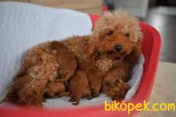 SATILIK RED BROWN TOY POODLE YAVRULARI ÇİFTLİKTEN 1