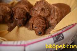 SATILIK RED BROWN TOY POODLE YAVRULARI ÇİFTLİKTEN 2