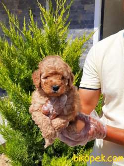 SATILIK RED TOY POODLE YAVRULARI 3