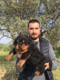 Satılık Rottwei̇ler Yavruları 1