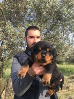 Satılık Rottwei̇ler Yavruları 3
