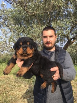 Satılık Rottwei̇ler Yavruları 2