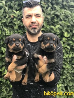 Satılık Rottweiler Yavruları 2