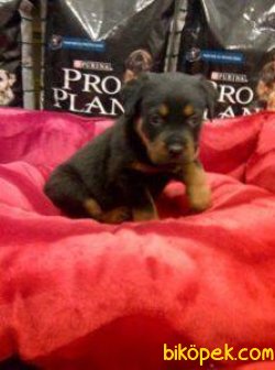 Satılık Rottweiler Yavruları 2