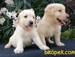 Satılık Rottweiler Yavruları 2