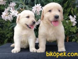 Satılık Rottweiler Yavruları 3