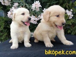 Satılık Rottweiler Yavruları 4