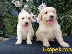 Satılık Rottweiler Yavruları 5