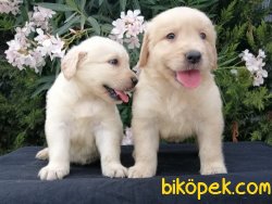 Satılık Rottweiler Yavruları 1