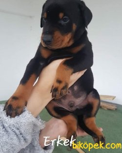 Satılık Rottweiler Yavruları 3