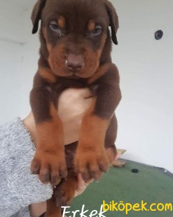 Satılık Rottweiler Yavruları 4